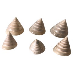 Set of '6' Pearly Cone Shape Spiral Seashells