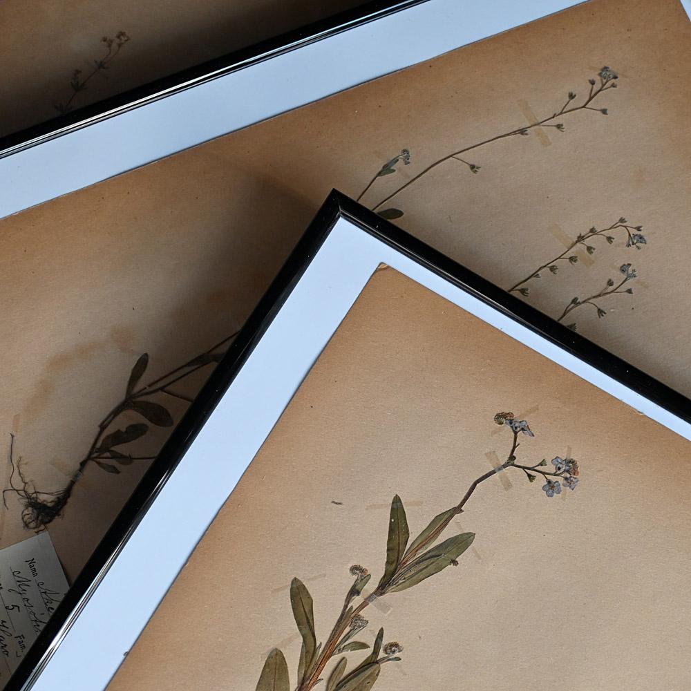 Set of 6 pressed botanic samples dated circa 1905 For Sale 3
