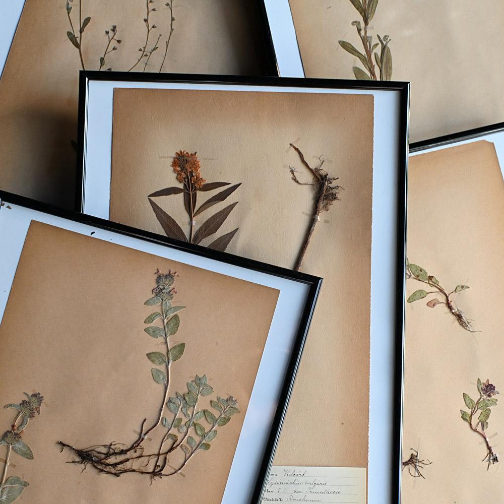 Set of 6 pressed botanic samples dated circa 1905 For Sale 4