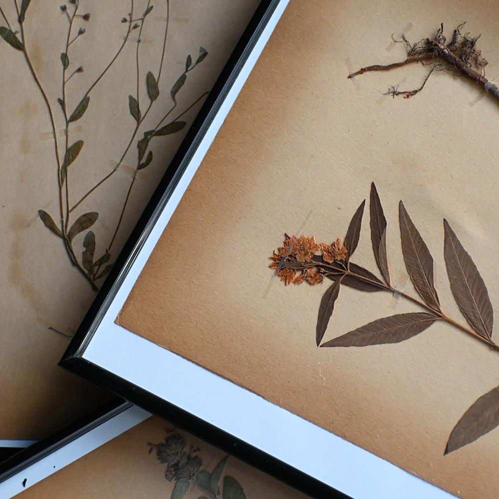 Set of 6 pressed botanic samples dated circa 1905 For Sale 5