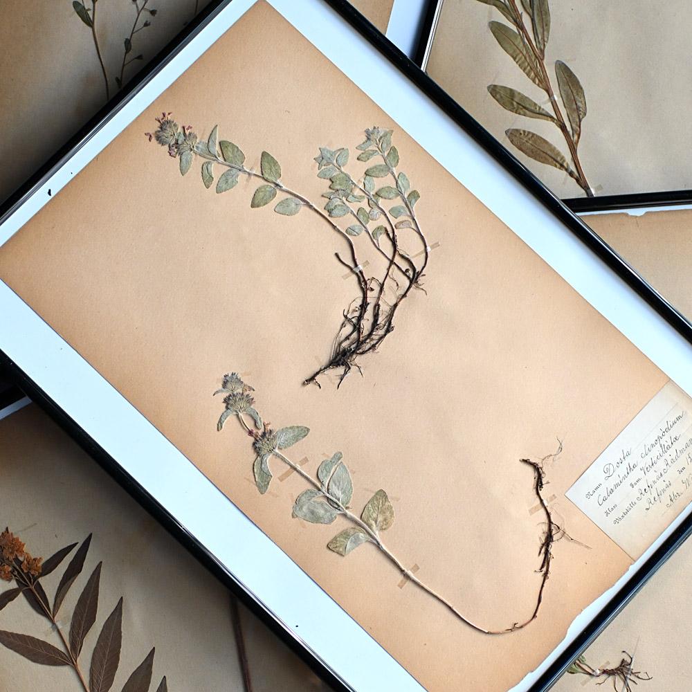 Set of 6 pressed botanic samples dated circa 1905 For Sale 6