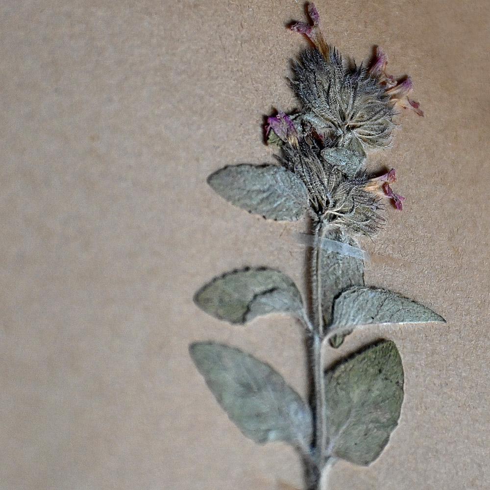 Set of 6 pressed botanic samples dated circa 1905

Dimensions in inches: H 17” x W 12” x D 0.7”
Age: 1905
Origin: EU
Condition: Fair

Overview
Six early 20th Century pressed botanic samples signed and dated 1905. Each example has a handwritten paper