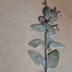Set of 6 pressed botanic samples dated circa 1905
