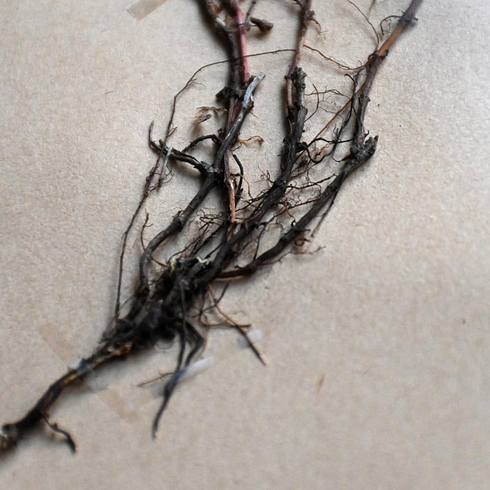 Victorian Set of 6 pressed botanic samples dated circa 1905 For Sale