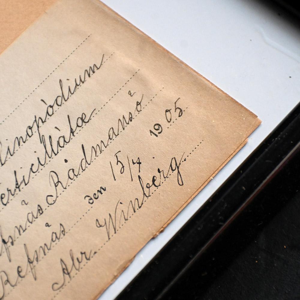 Hand-Crafted Set of 6 pressed botanic samples dated circa 1905 For Sale