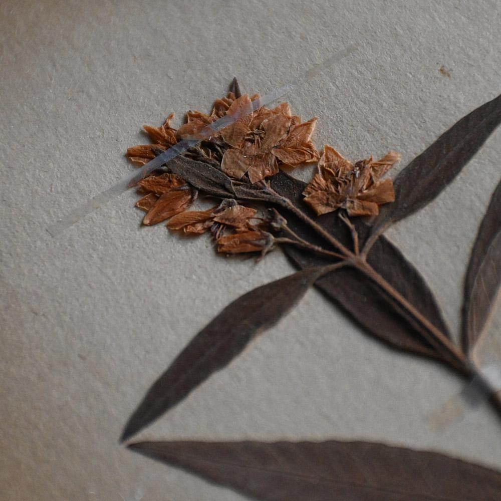 Set of 6 pressed botanic samples dated circa 1905 In Good Condition For Sale In London, GB