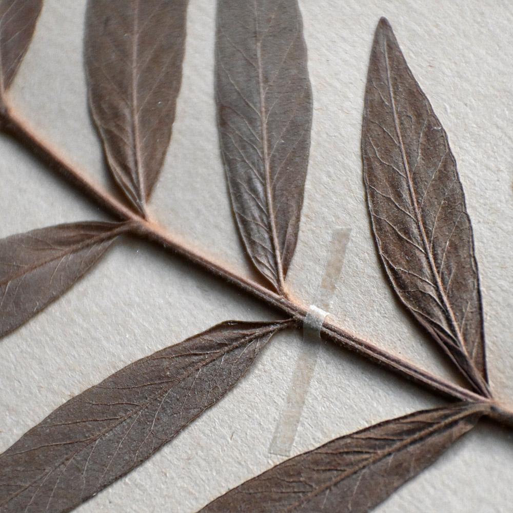 20th Century Set of 6 pressed botanic samples dated circa 1905 For Sale