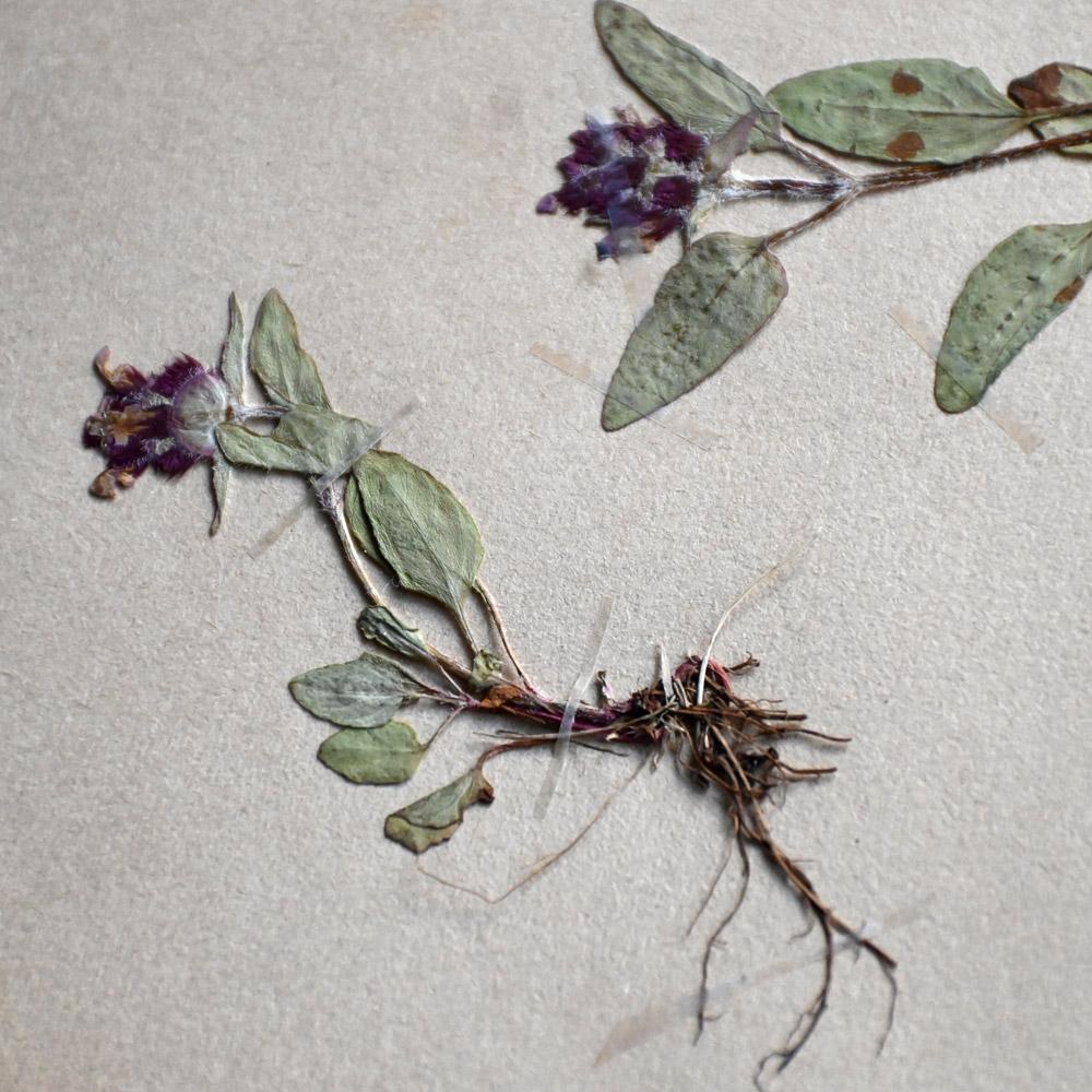 Natural Fiber Set of 6 pressed botanic samples dated circa 1905 For Sale