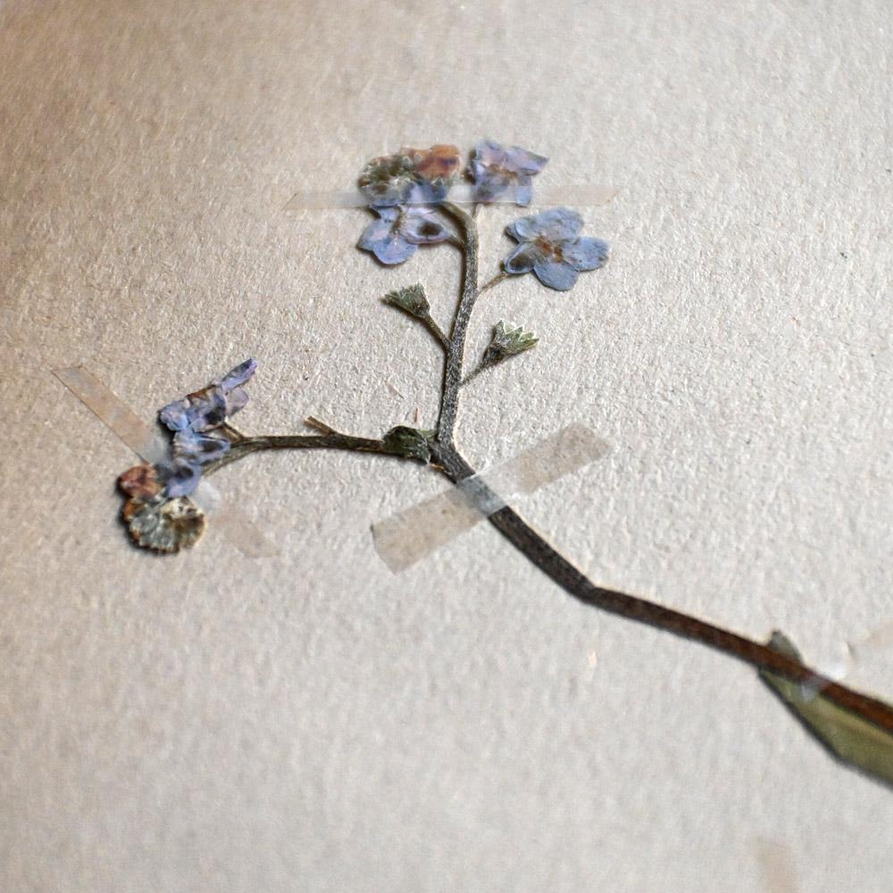 Set of 6 pressed botanic samples dated circa 1905 For Sale 1