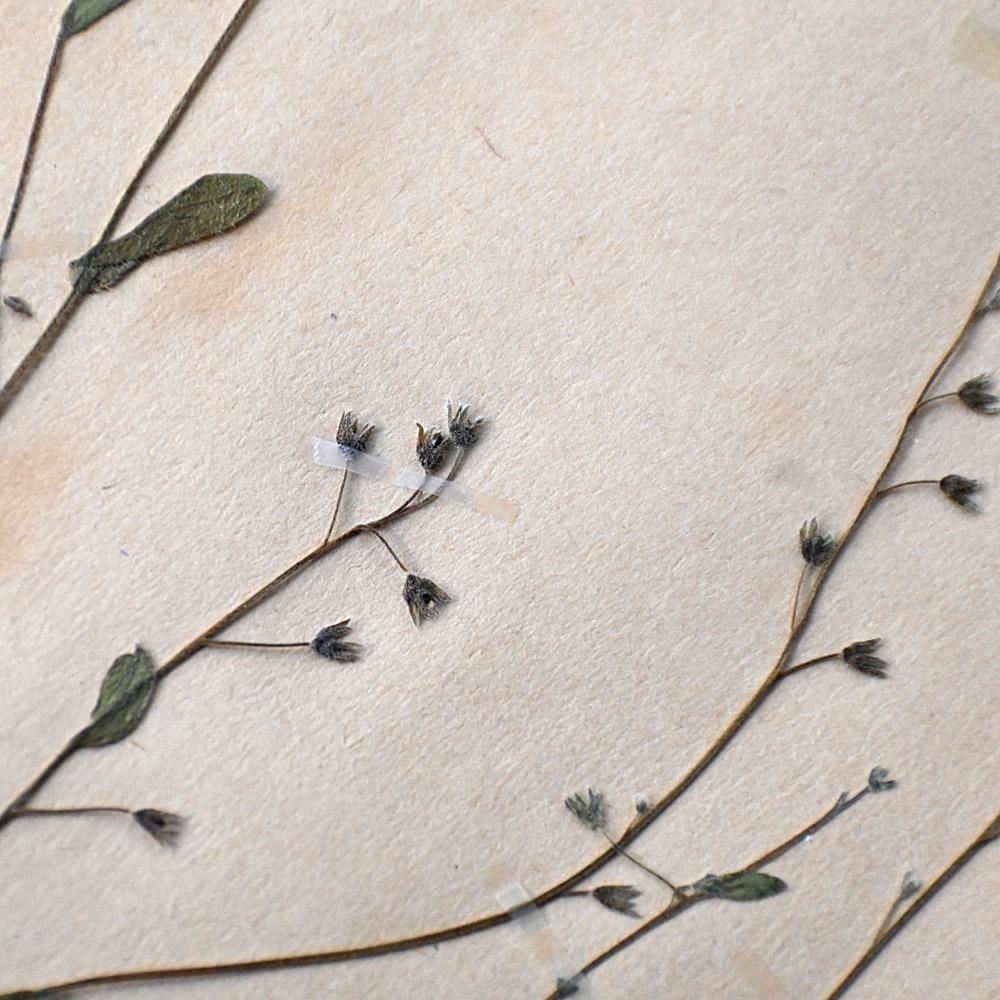 Set of 6 pressed botanic samples dated circa 1905 For Sale 2