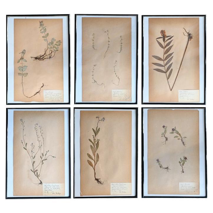 Set of 6 pressed botanic samples dated circa 1905 For Sale