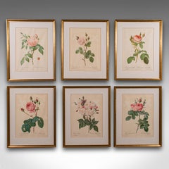 Set of 6 Vintage Botanical Prints, English, Framed Flower Study, Art, Circa 1990