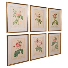 Set of 6 Vintage Botanical Prints, English, Framed Flower Study, Art, Circa 1990