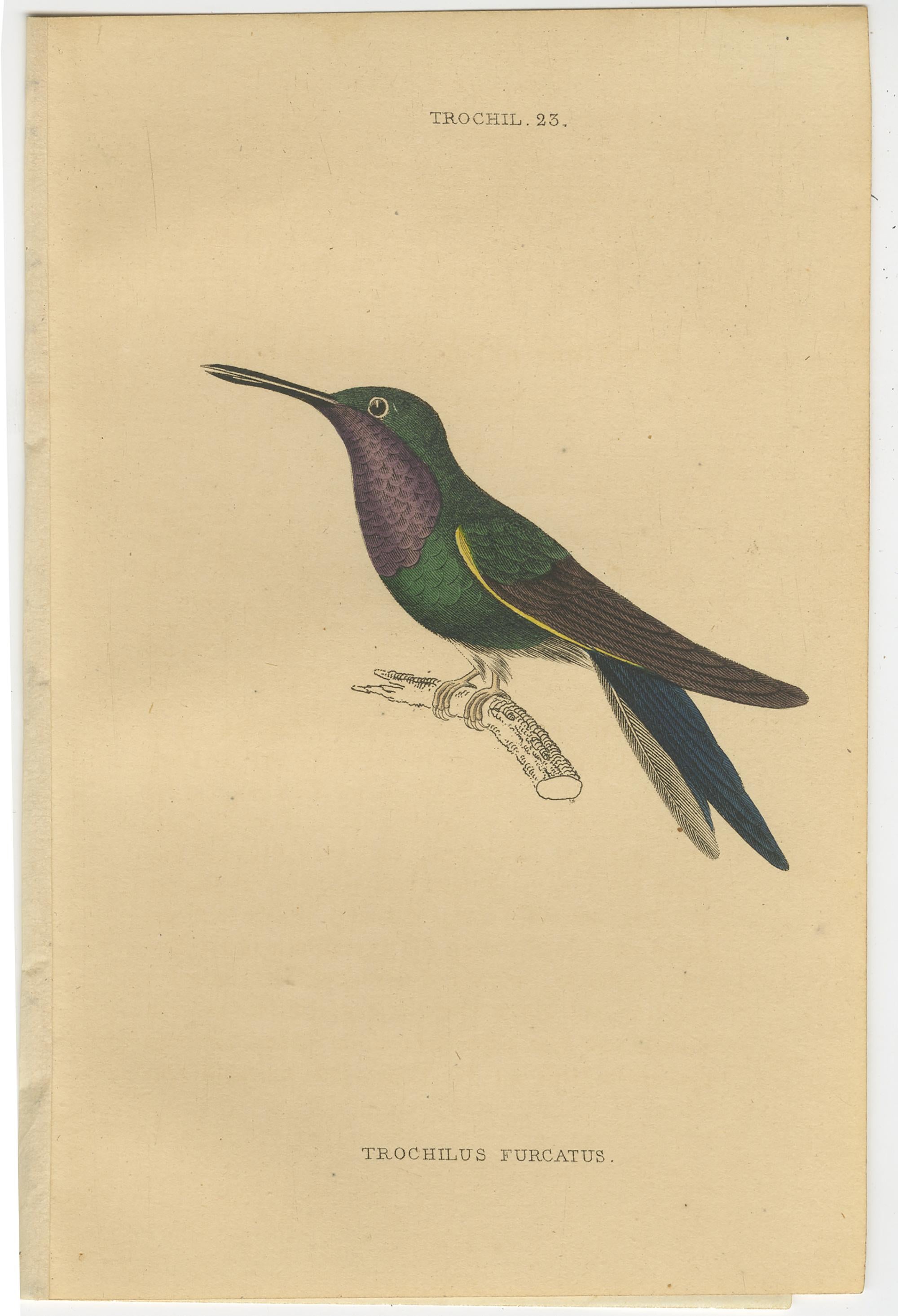 Set of seven antique bird prints. It shows the violet forked-tailed hummingbird (Trochilus Furcatus), cora hummingbird (Trochilus Cora), Dupont's hummingbird (Trochilus Dupontii), sapphire-throated hummingbird (Trochilus Saphirinus), white-eared