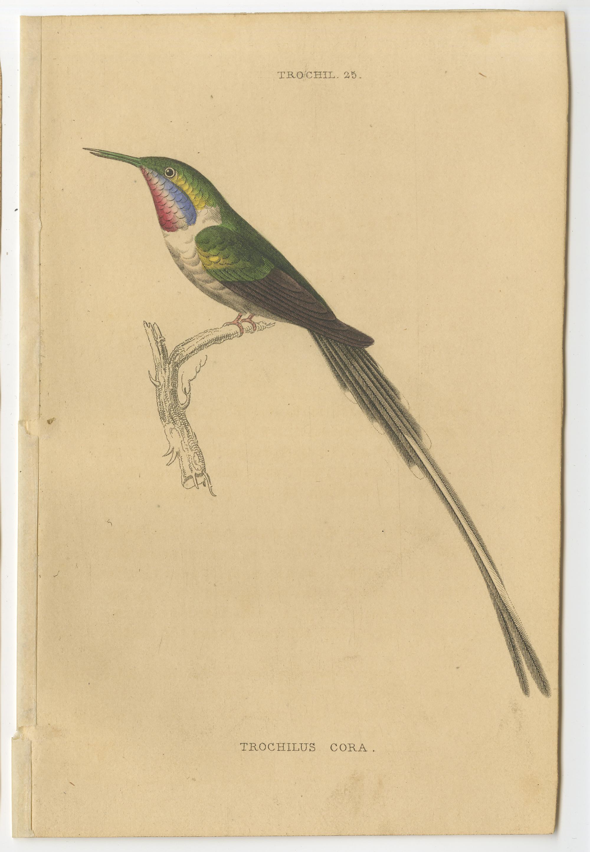 hummingbird identification chart