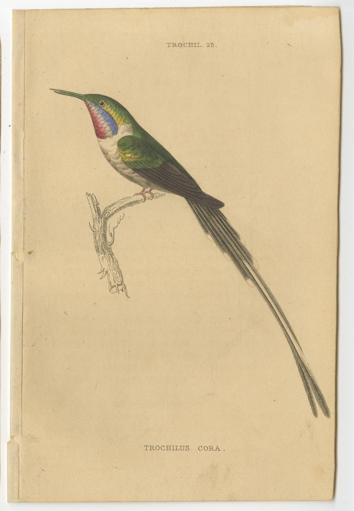 Set of 7 Antique Bird Prints, Harlequin Hummingbird, by Jardine '1837'