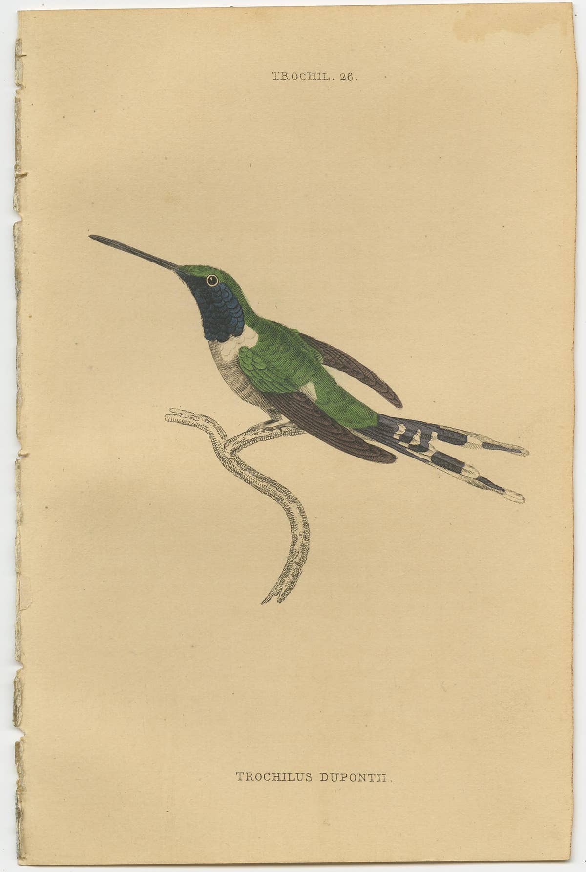 Set of 7 Antique Bird Prints, Harlequin Hummingbird, by Jardine '1837'