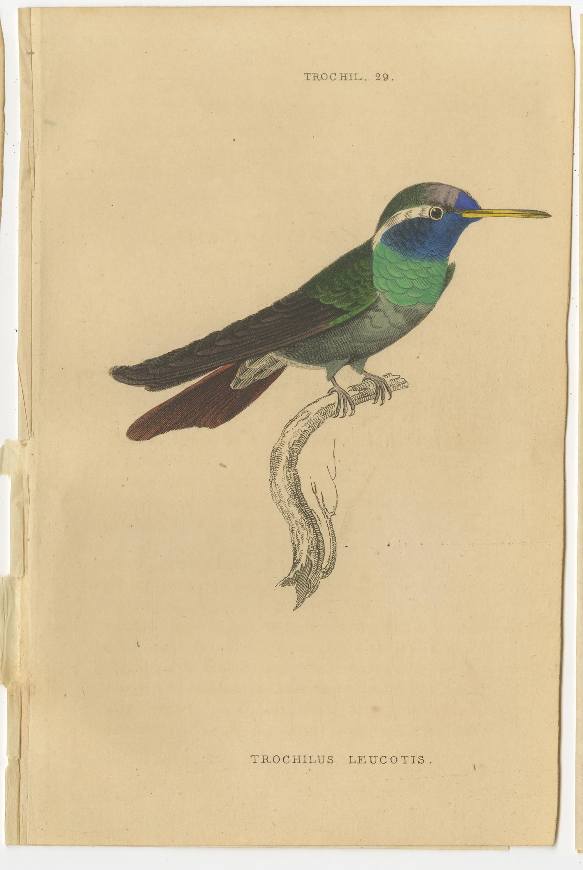 Set of 7 Antique Bird Prints, Harlequin Hummingbird, by Jardine '1837' In Good Condition For Sale In Langweer, NL