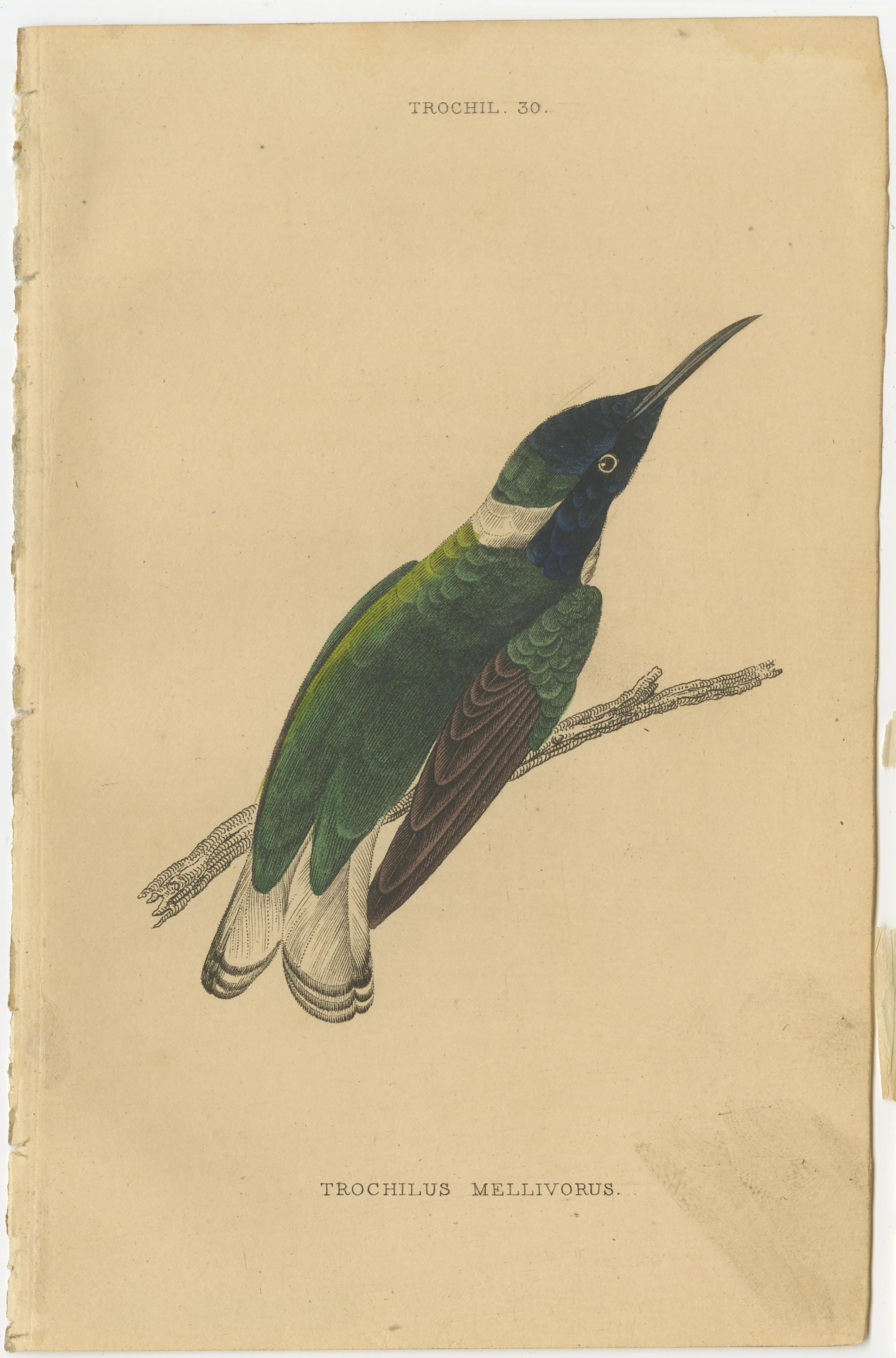 19th Century Set of 7 Antique Bird Prints, Harlequin Hummingbird, by Jardine '1837' For Sale