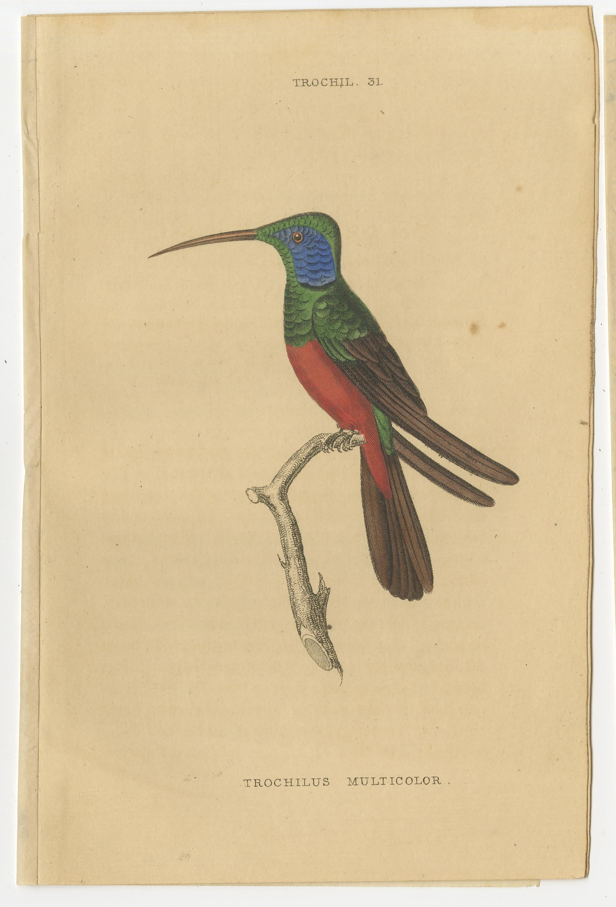 Paper Set of 7 Antique Bird Prints, Harlequin Hummingbird, by Jardine '1837' For Sale