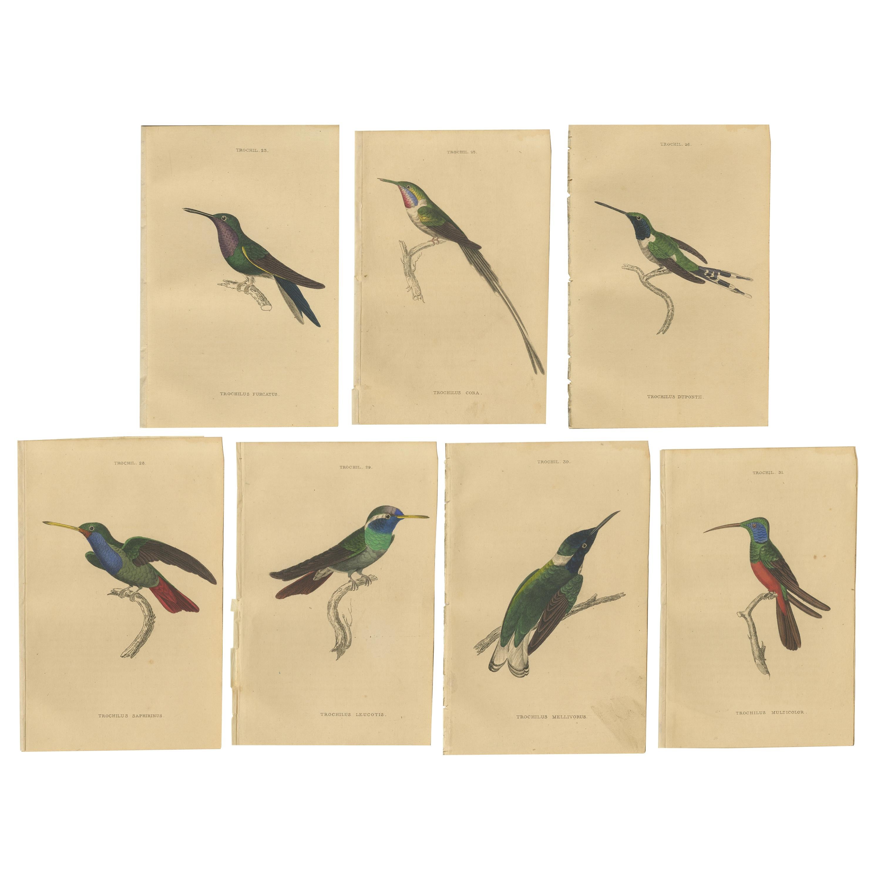 Ensemble de 7 estampes d'oiseaux antiques, Harlequin Hummingbird, de Jardine '1837'