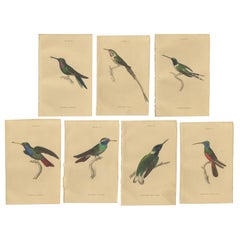 Set von 7 antiken Vogeldrucken, Harlekin-Hummingbird, von Jardine '1837'
