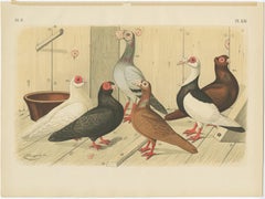 Set Of 7 Antique Bird Prints of various Pigeon Breeds (1886)