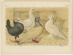 Set Of 7 Antique Bird Prints of various Pigeon Breeds (1886)