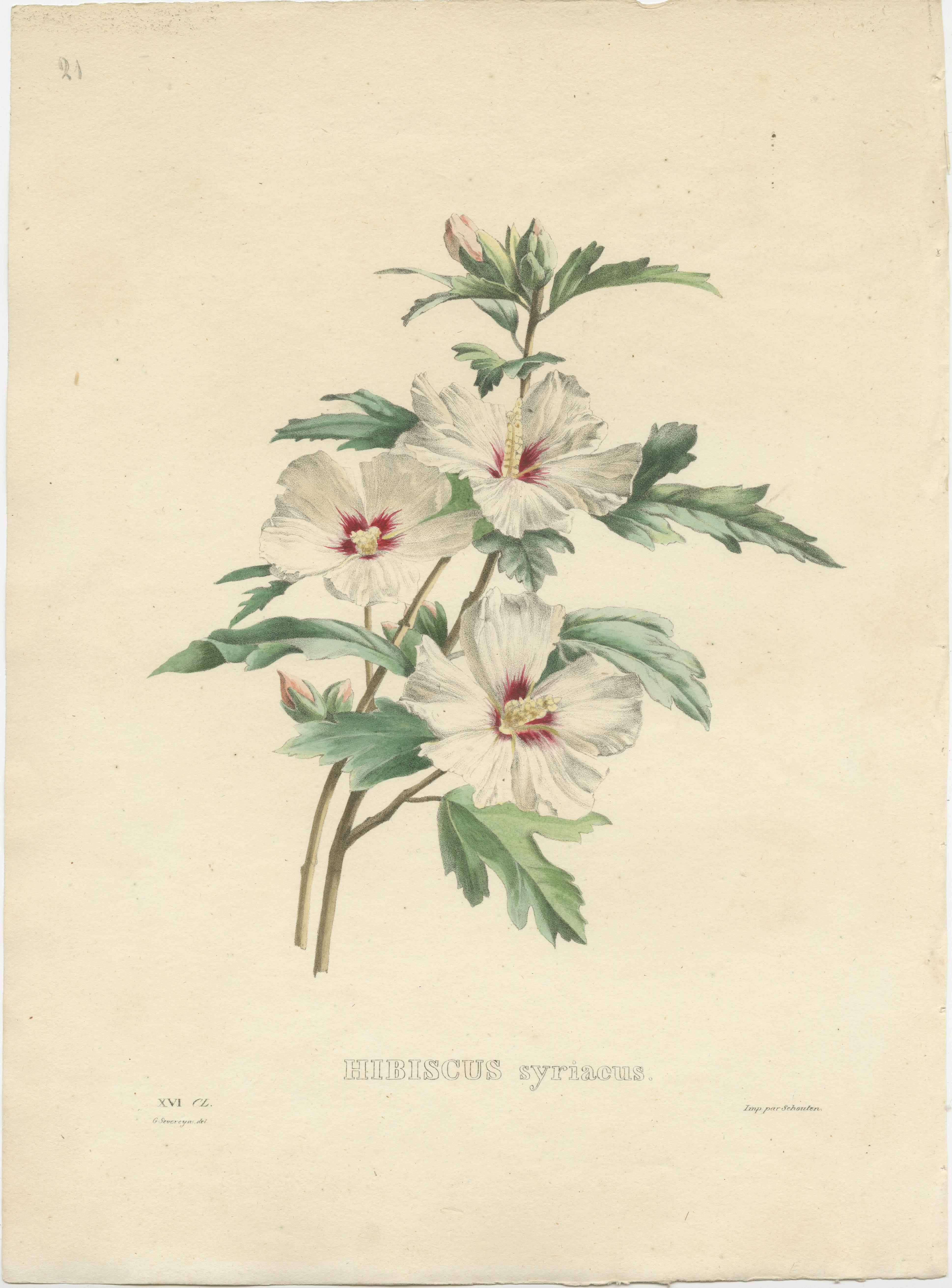 botanical prints set of 3