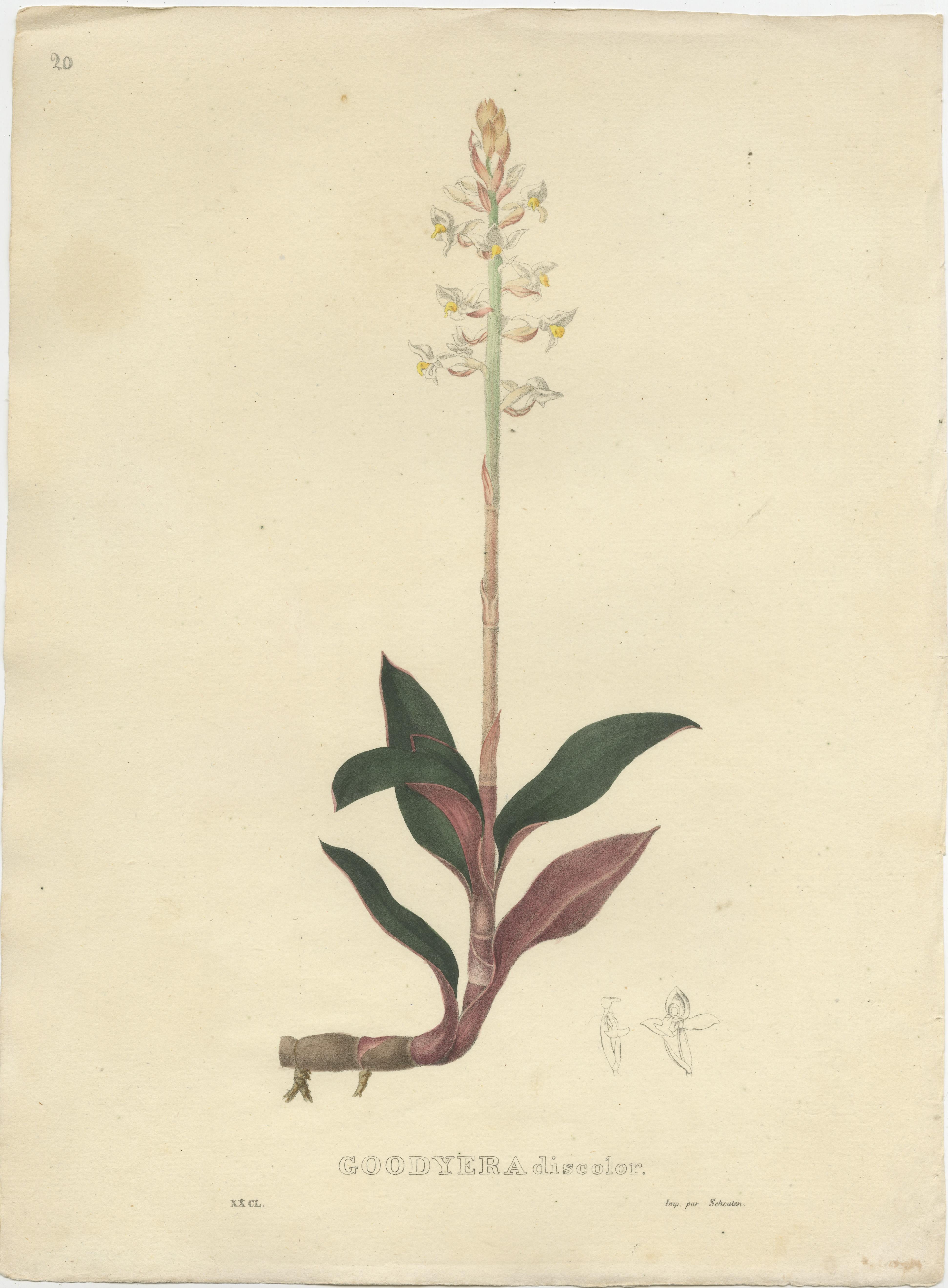 Set of Seven Antique Botanical Prints of the Black Jewel Orchid and others, 1832 In Fair Condition In Langweer, NL