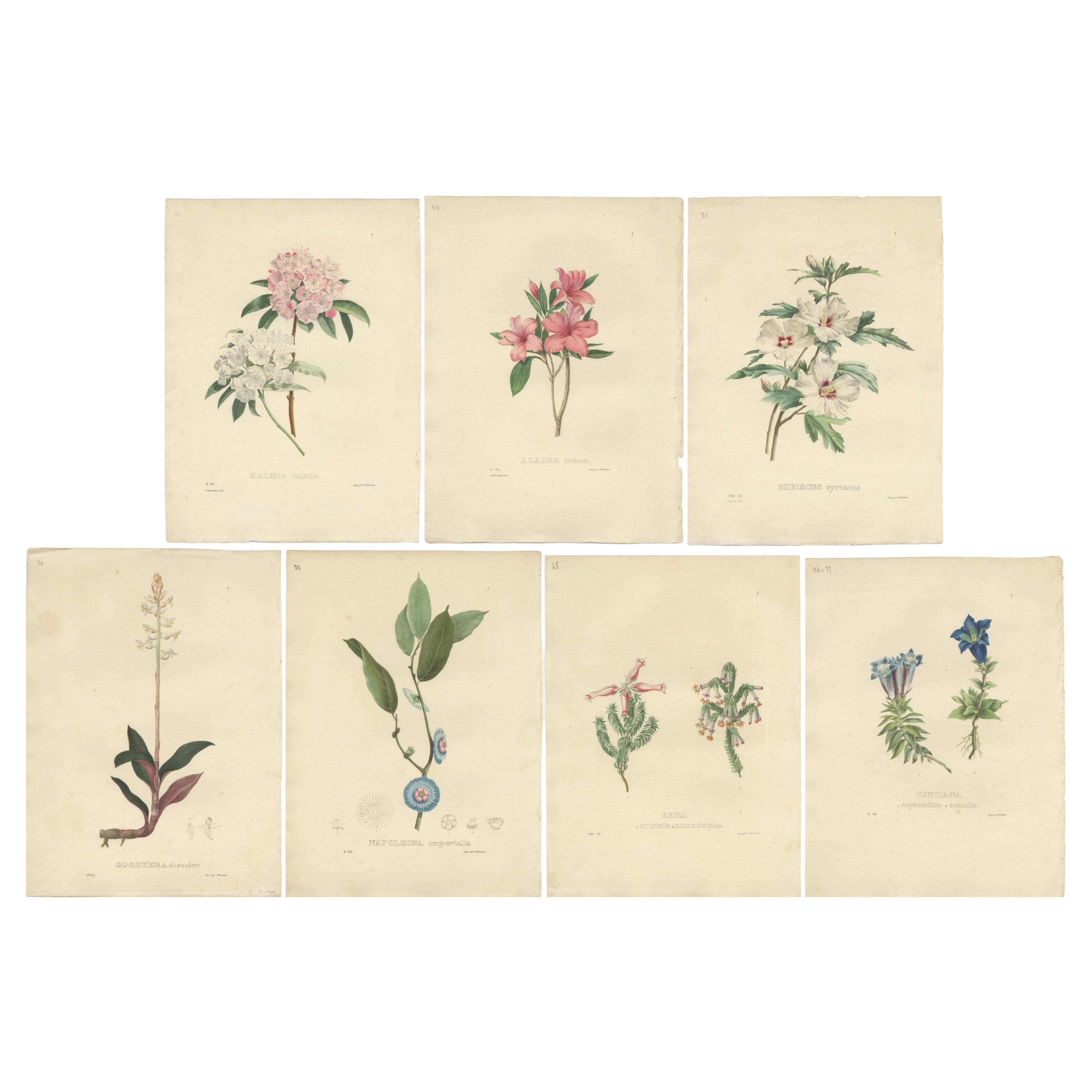 Set of Seven Antique Botanical Prints of the Black Jewel Orchid and others, 1832