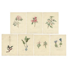 Set of 7 Antique Botanical Prints of the Black Jewel Orchid and others