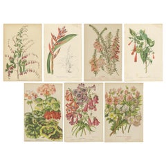 Set of 7 Antique Botany Prints, Lespedeza, Epacris, by Oudemans, circa 1865