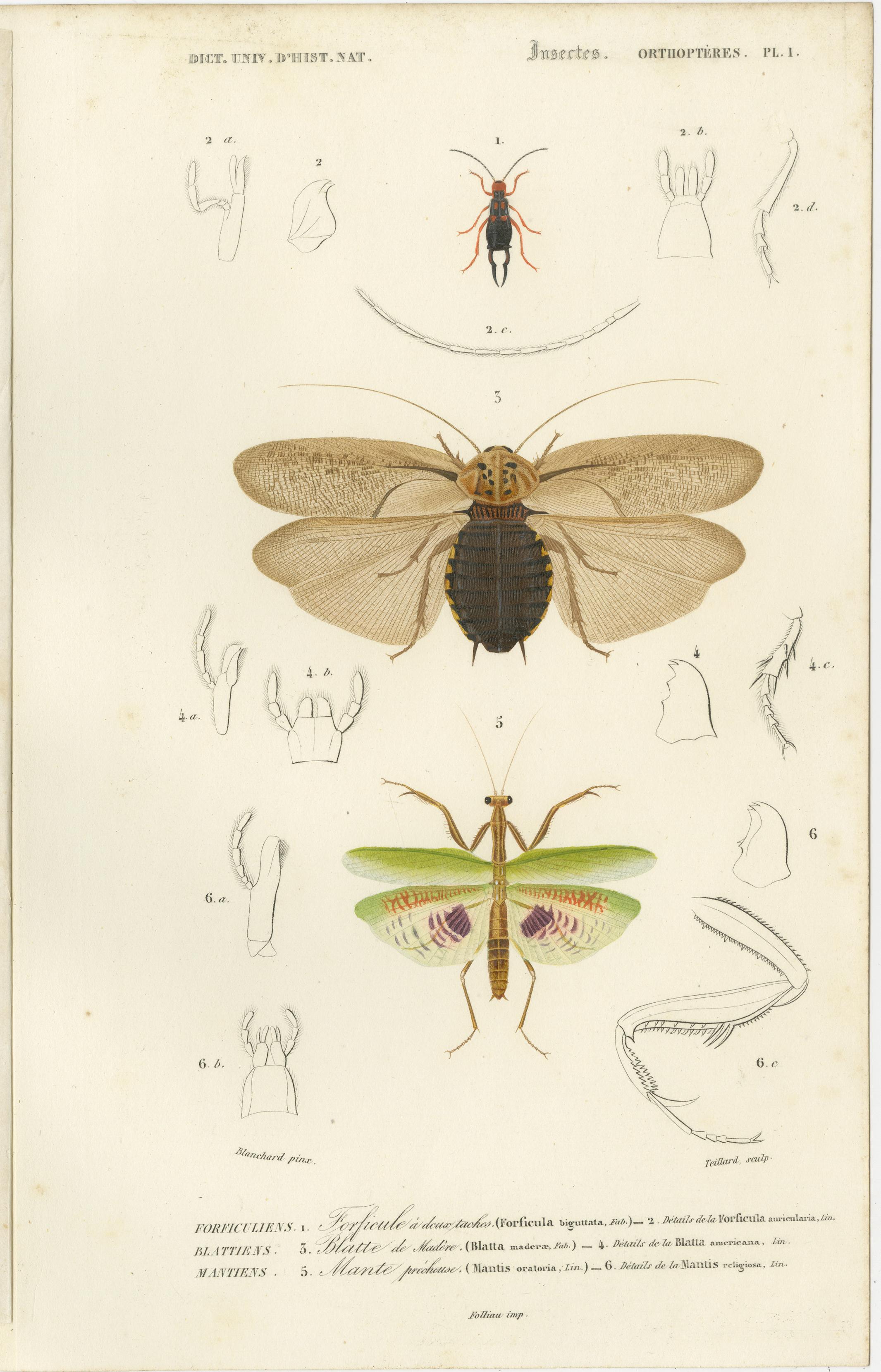 Set of 7 original antique prints of a grasshopper and other insects. These prints originate from 'Dictionnaire universel d'Histoire Naturelle' by d'Orbigny. Published 1861. 

Charles Henry Dessalines d'Orbigny was a French botanist and geologist