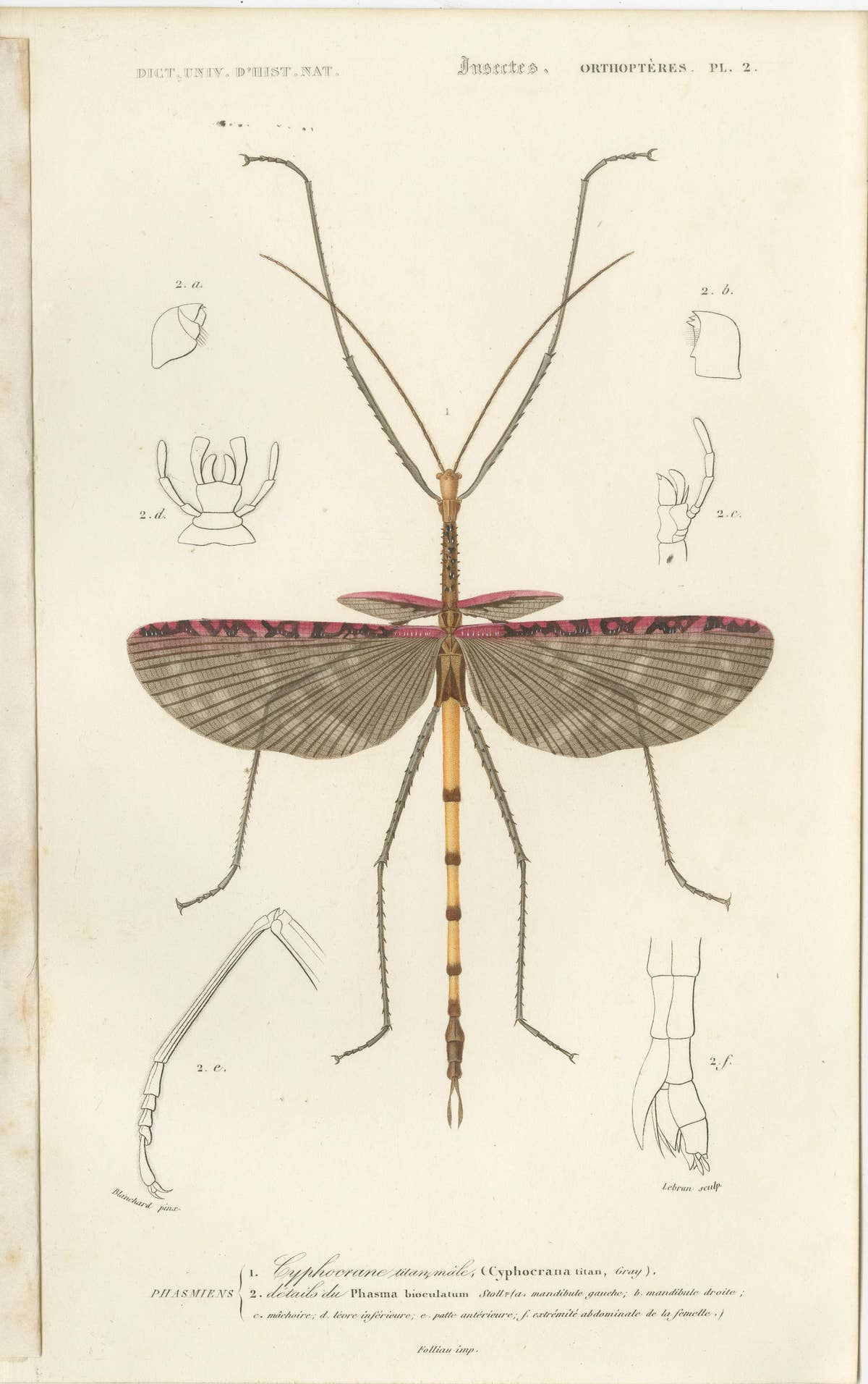Set of 7 Antique Prints of a Grasshopper and other Insects