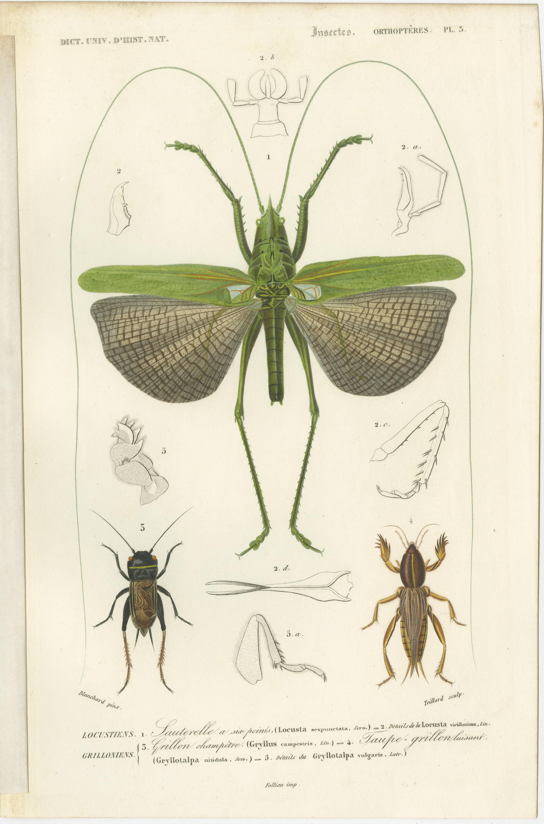 XIXe siècle Ensemble de 7 estampes anciennes d'un sauterelle et d'autres insectes en vente