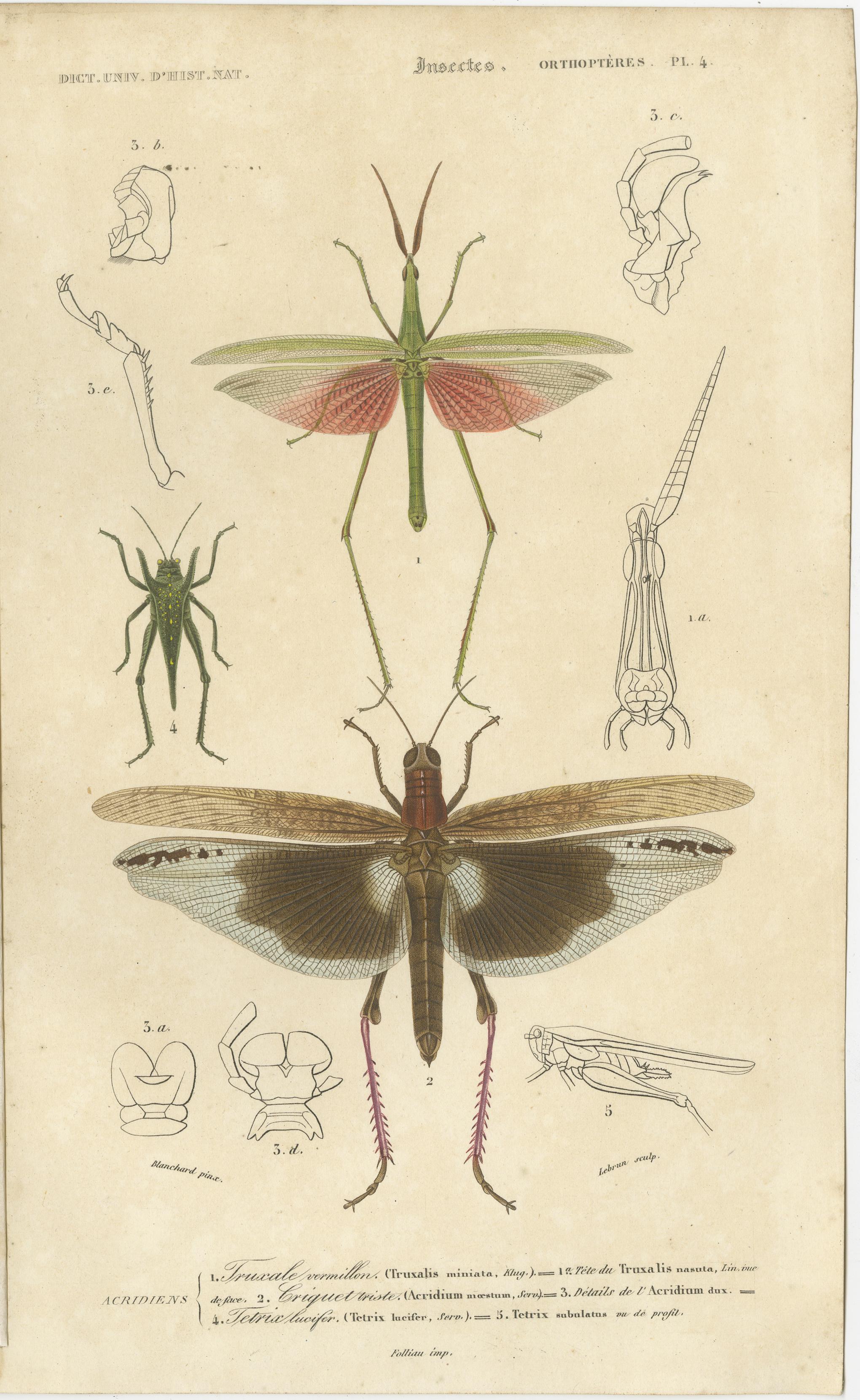 Papier Ensemble de 7 estampes anciennes d'un sauterelle et d'autres insectes en vente
