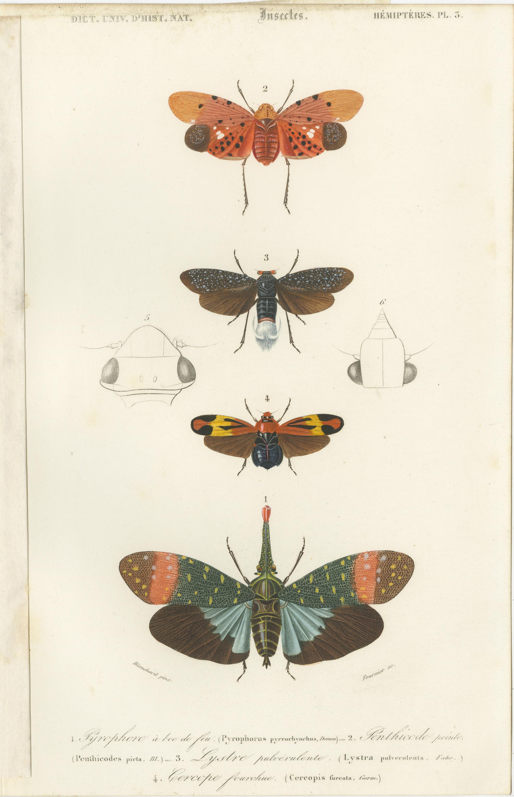 Set of 7 Antique Prints of a Grasshopper and other Insects For Sale 1