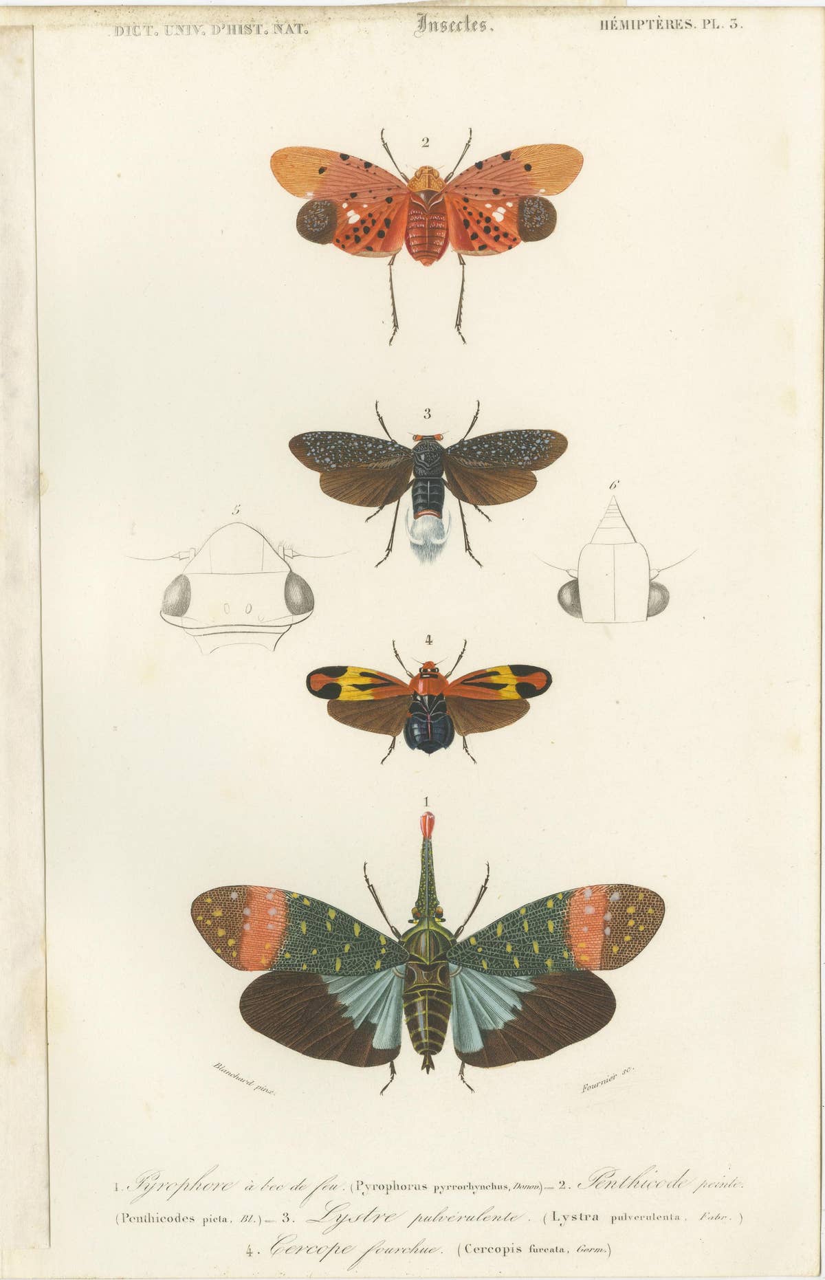Set of 7 Antique Prints of a Grasshopper and other Insects