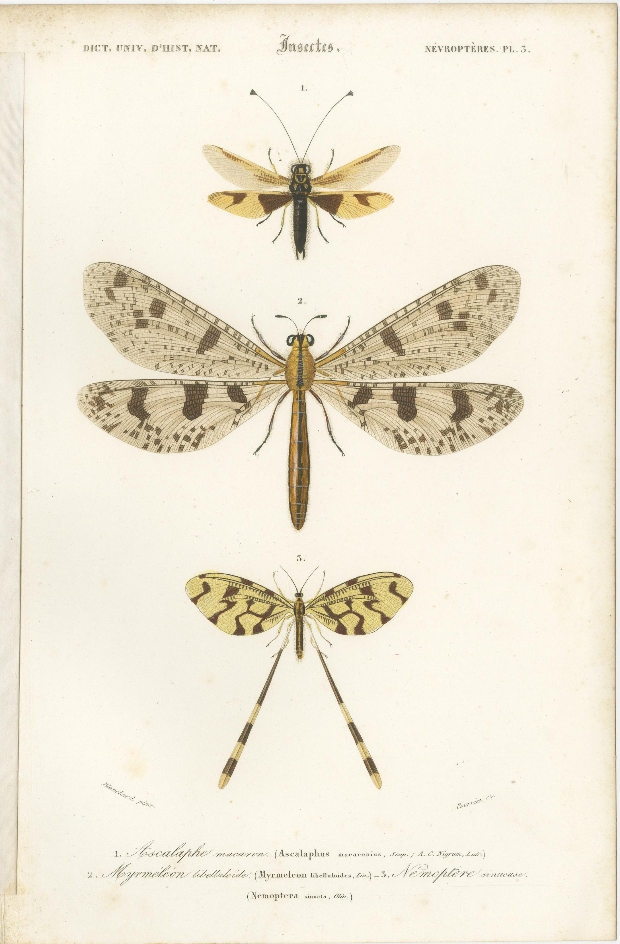 Ensemble de 7 estampes anciennes d'un sauterelle et d'autres insectes en vente 3