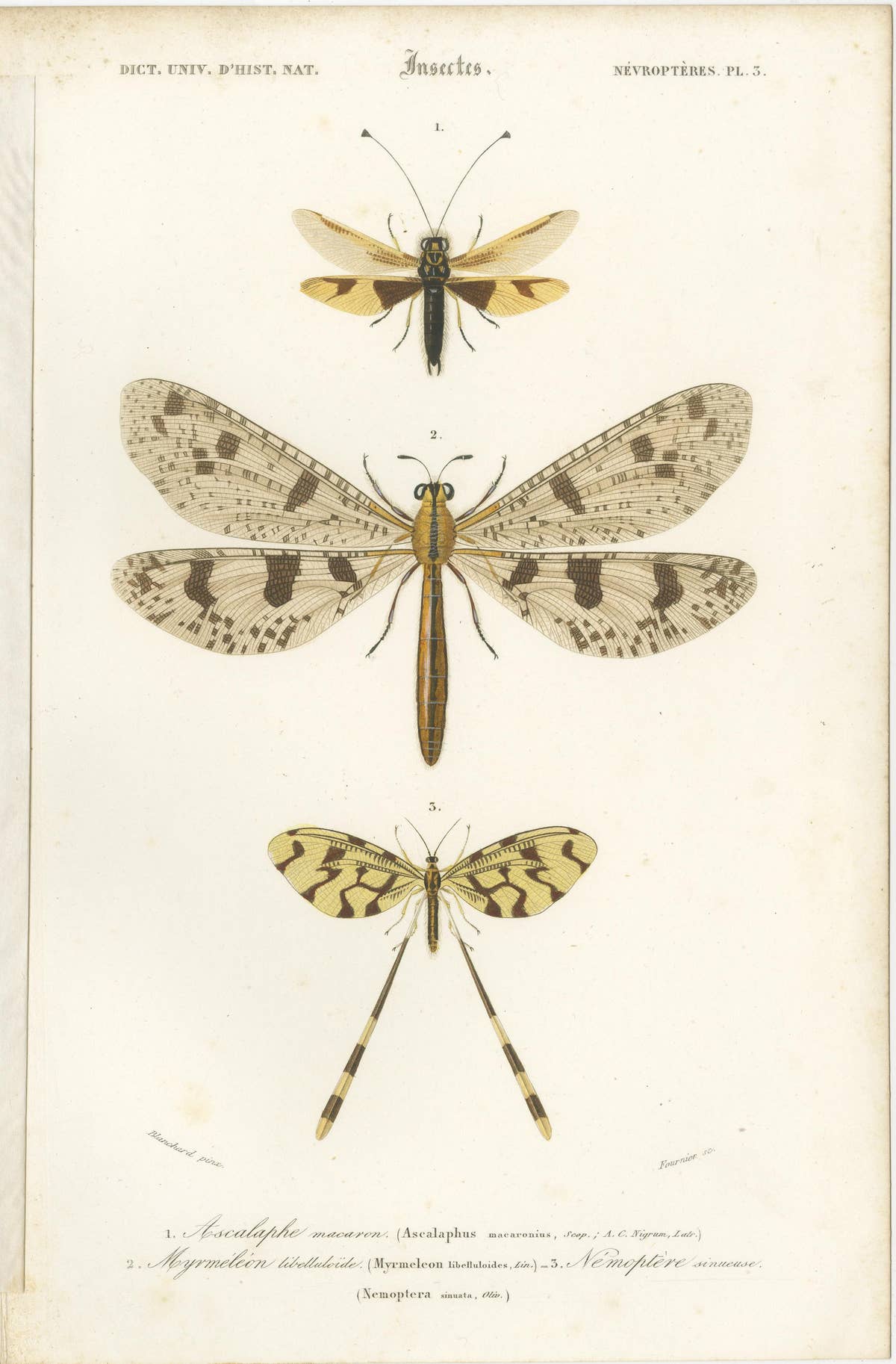 Set of 7 Antique Prints of a Grasshopper and other Insects
