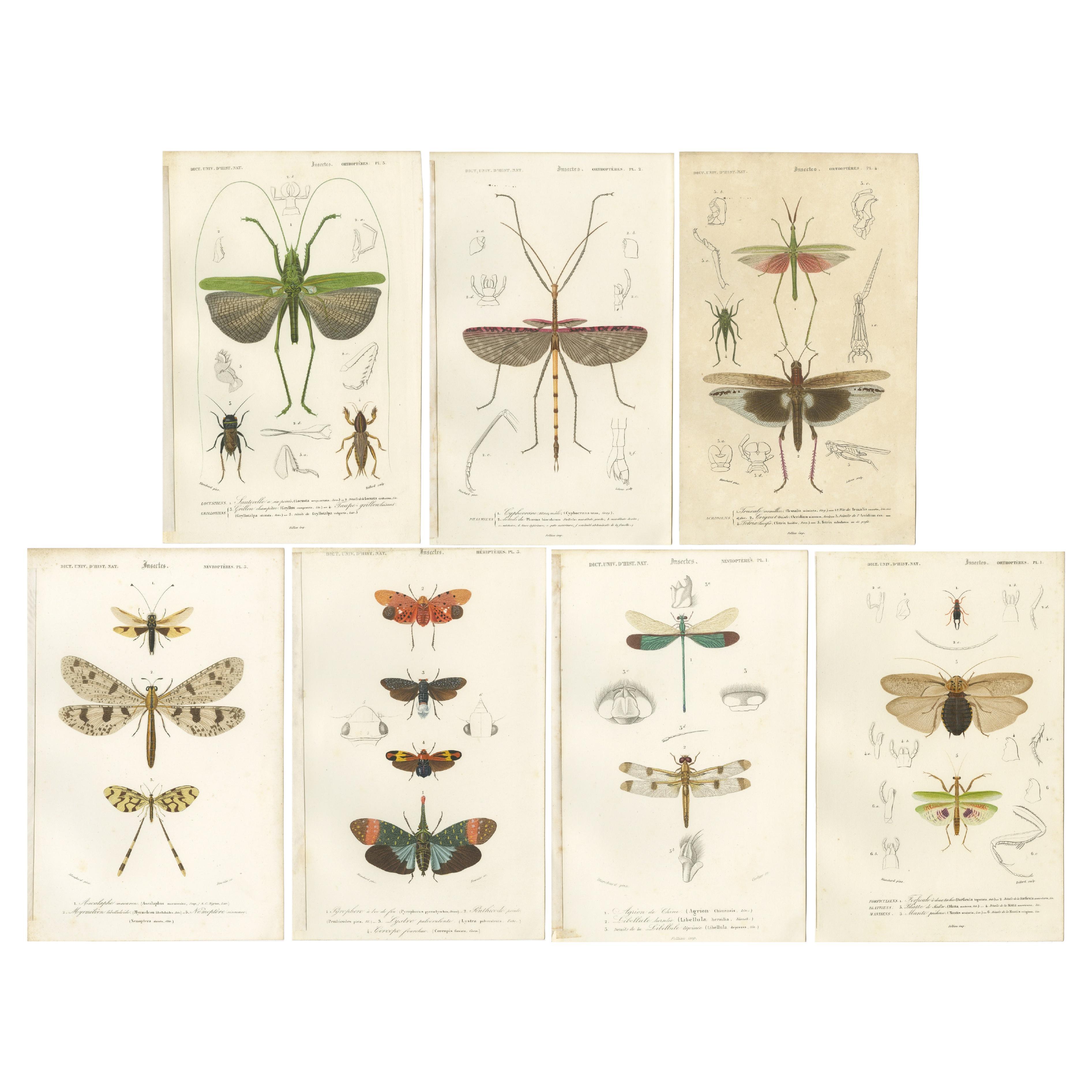 Set of 7 Antique Prints of a Grasshopper and other Insects For Sale