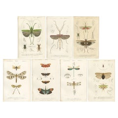 Set von 7 antiken Drucken eines Grashüpfers und anderen Insekten