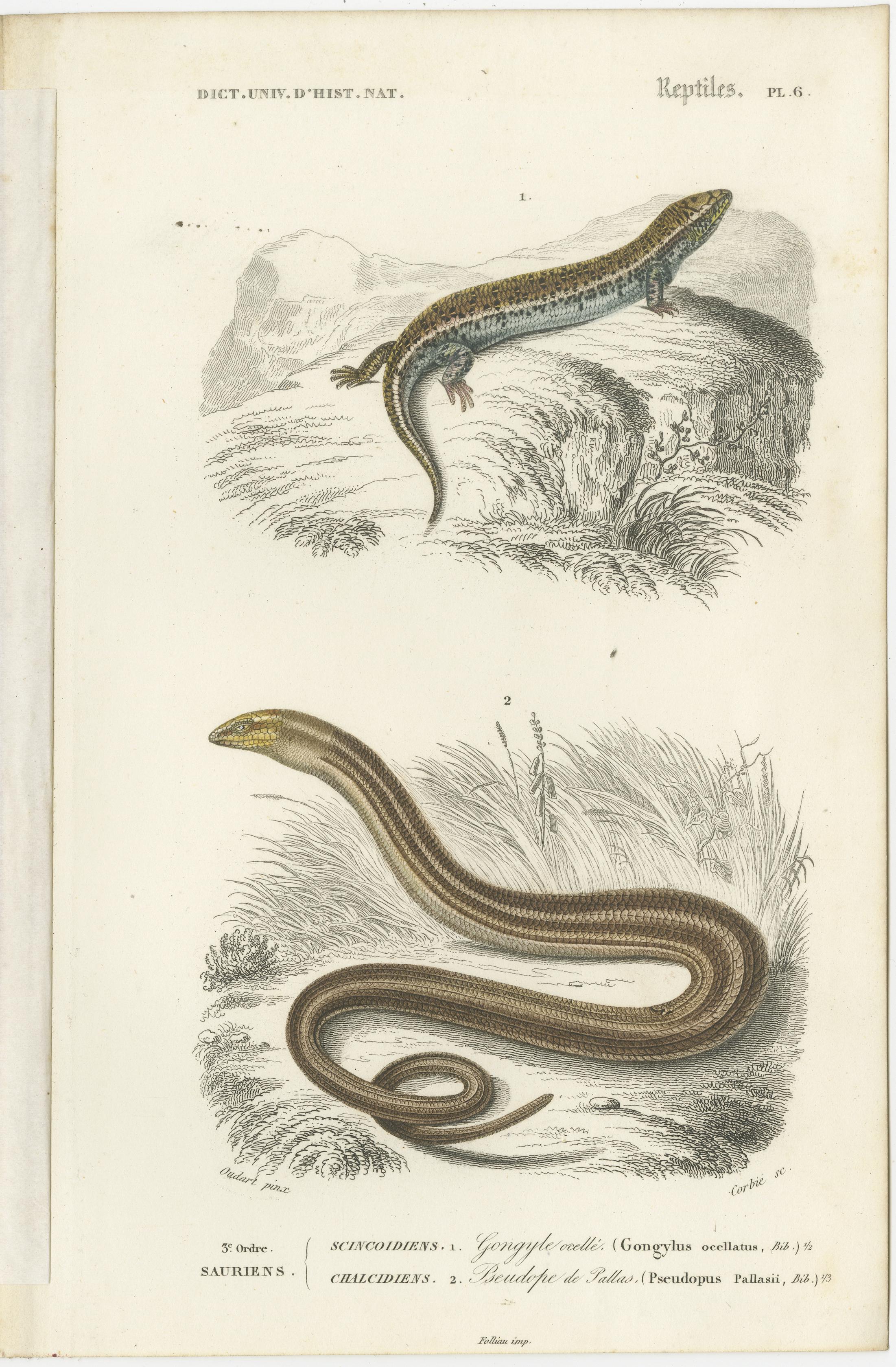 Set of 7 original antique prints of an Egyptian Cobra, other snakes and reptiles. These prints originate from 'Dictionnaire universel d'Histoire Naturelle' by d'Orbigny. Published 1861. 

Charles Henry Dessalines d'Orbigny was a French botanist