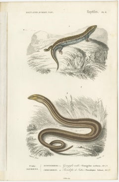 Set of 7 Antique Prints of an Egyptian Cobra and other Snakes and Reptiles