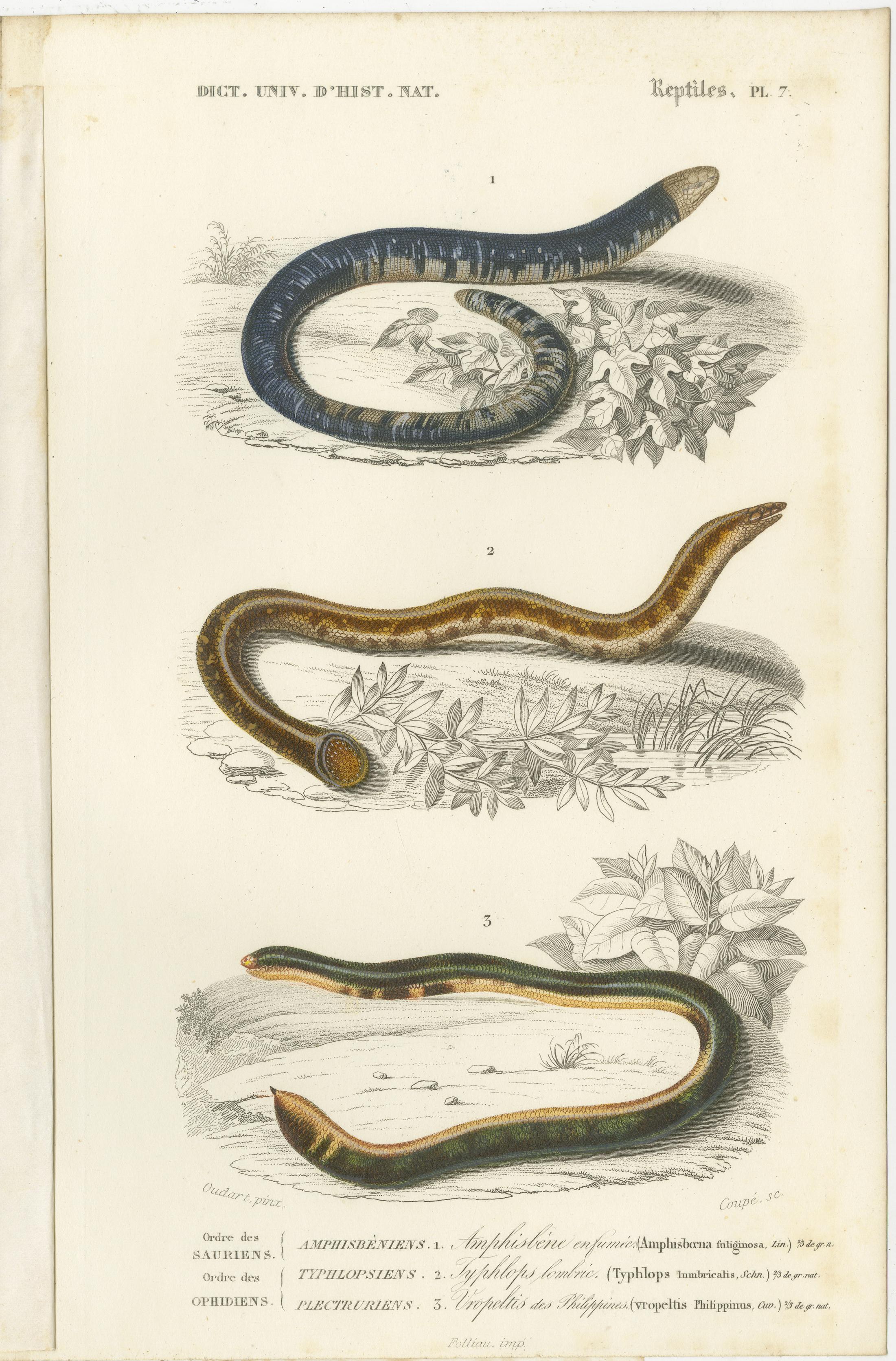 Set of 7 Antique Prints of an Egyptian Cobra and other Snakes and Reptiles In Good Condition For Sale In Langweer, NL