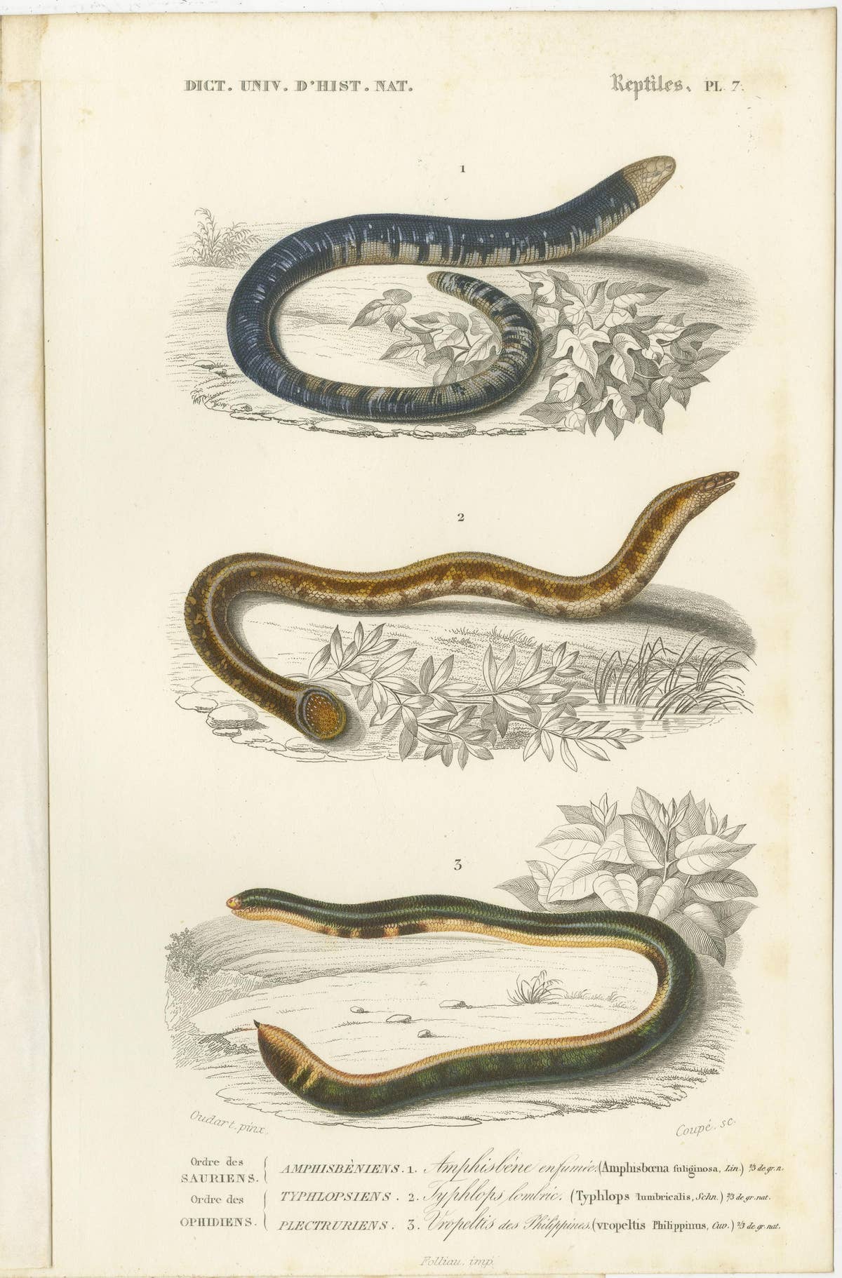Set of 7 Antique Prints of an Egyptian Cobra and other Snakes and Reptiles
