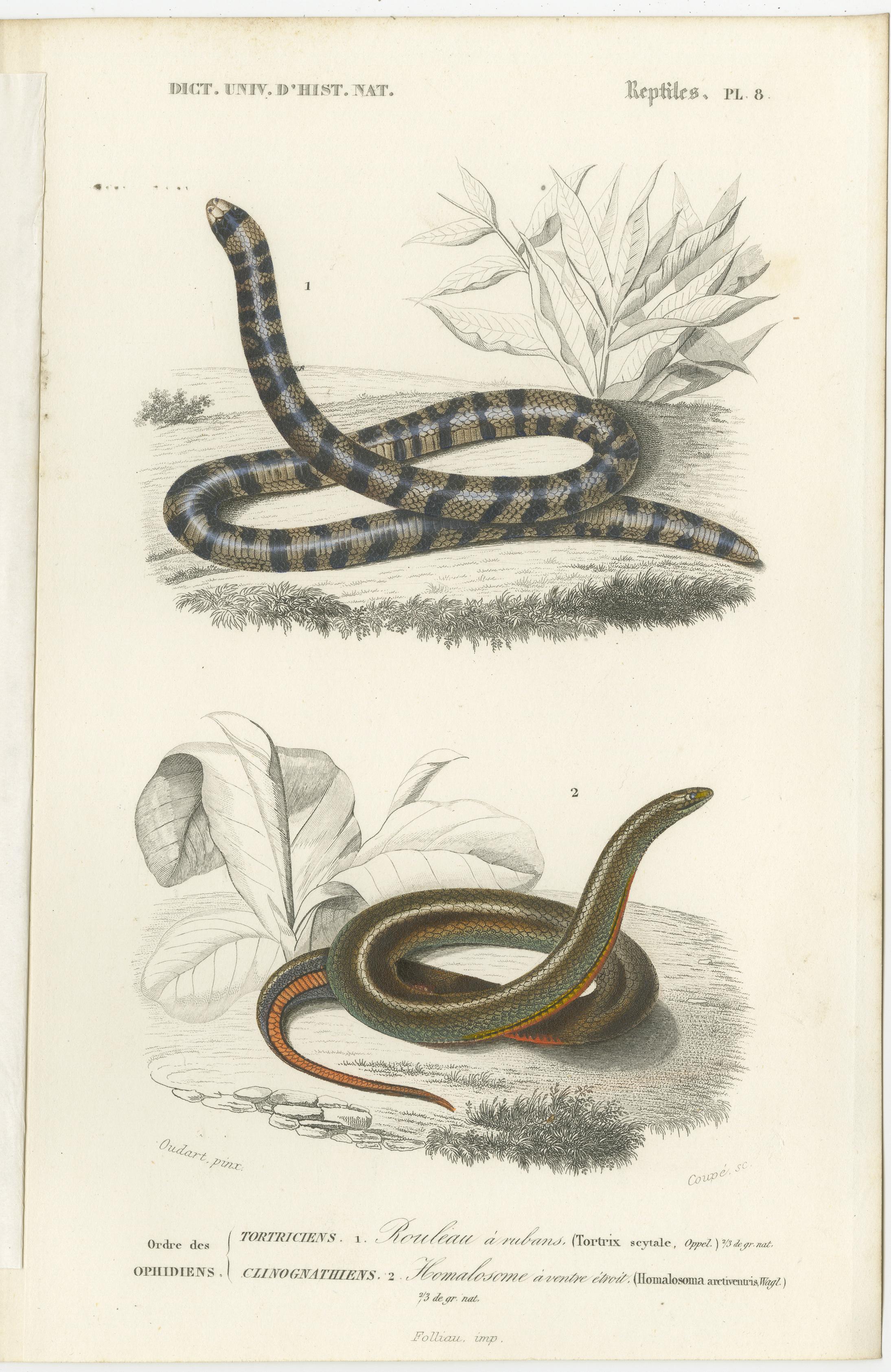 19th Century Set of 7 Antique Prints of an Egyptian Cobra and other Snakes and Reptiles For Sale
