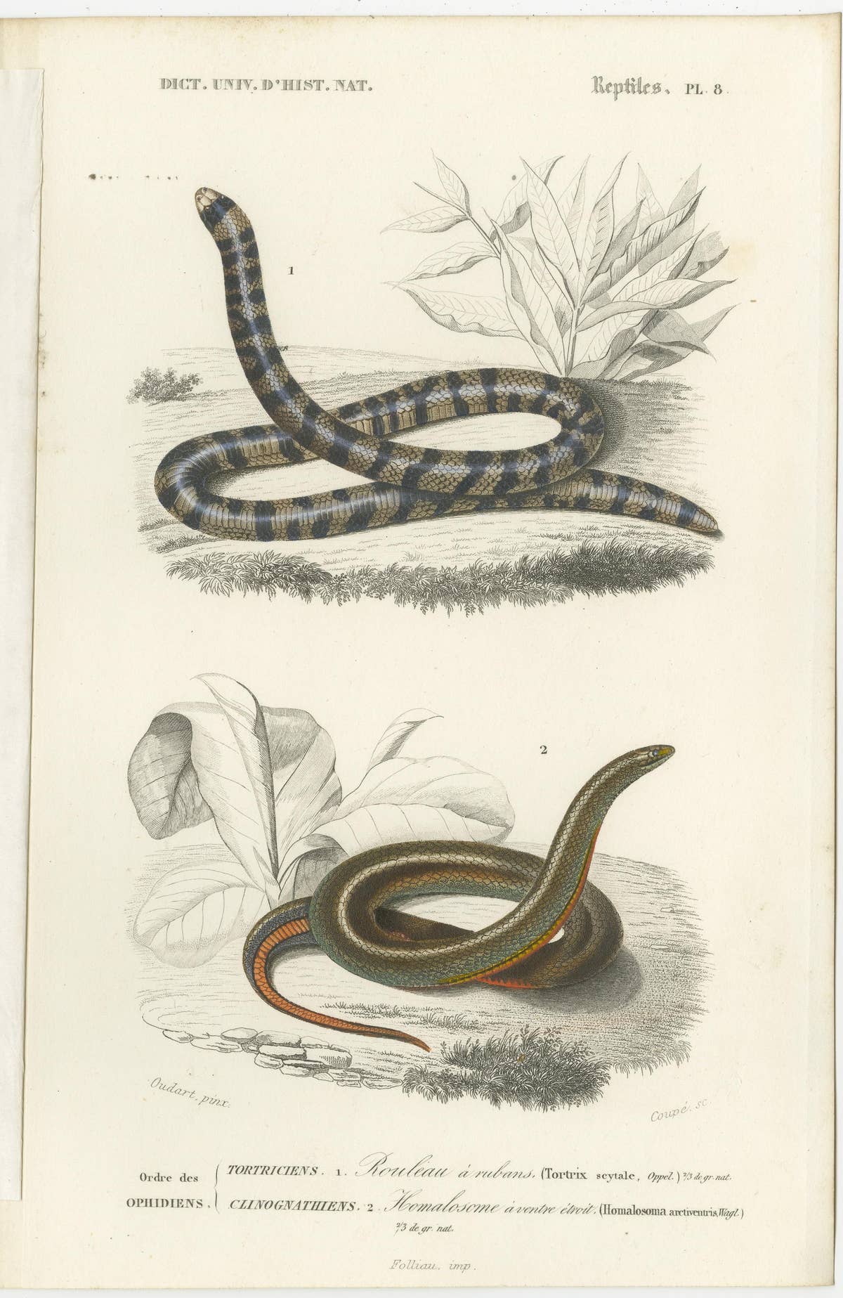 Set of 7 Antique Prints of an Egyptian Cobra and other Snakes and Reptiles