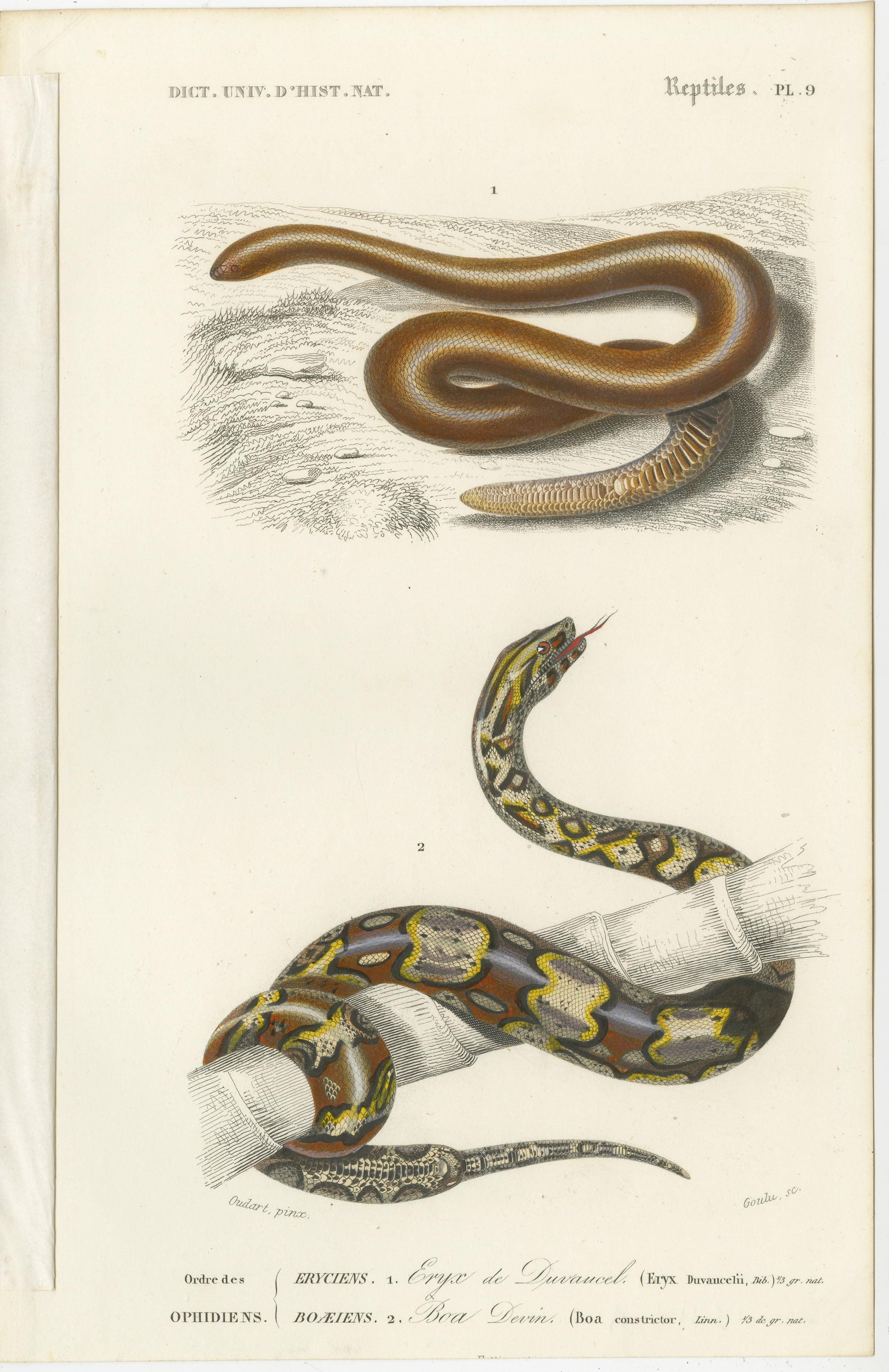 Paper Set of 7 Antique Prints of an Egyptian Cobra and other Snakes and Reptiles For Sale